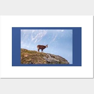 Mountain Chamois in High Tatras National Park Posters and Art